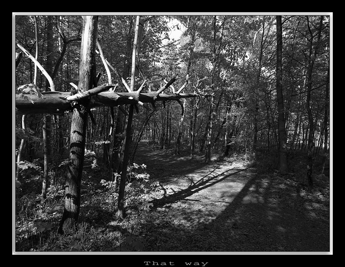 фото "That way" метки: пейзаж, лес