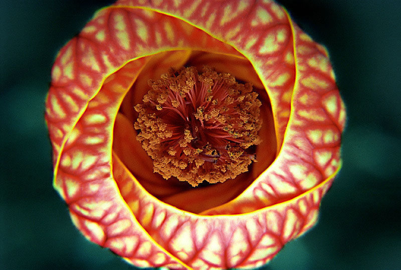 photo "Diafragma" tags: nature, macro and close-up, flowers
