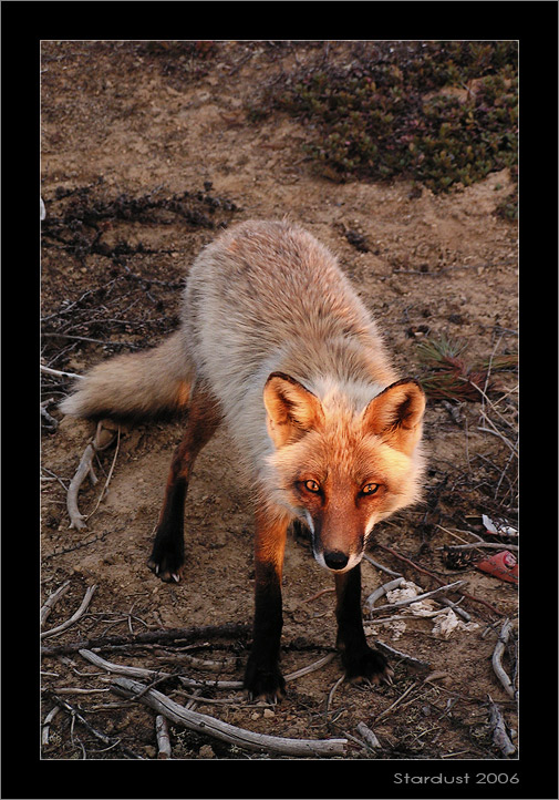 photo "Хитрый взгляд" tags: nature, wild animals