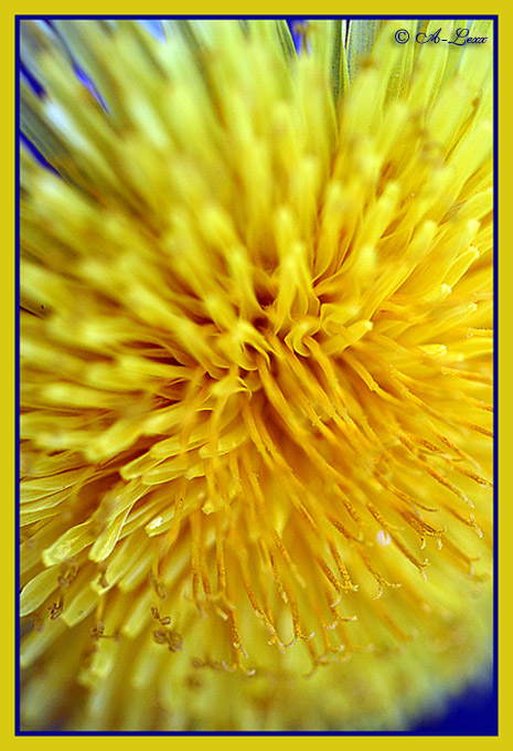 фото "Sunflower" метки: природа, макро и крупный план, цветы