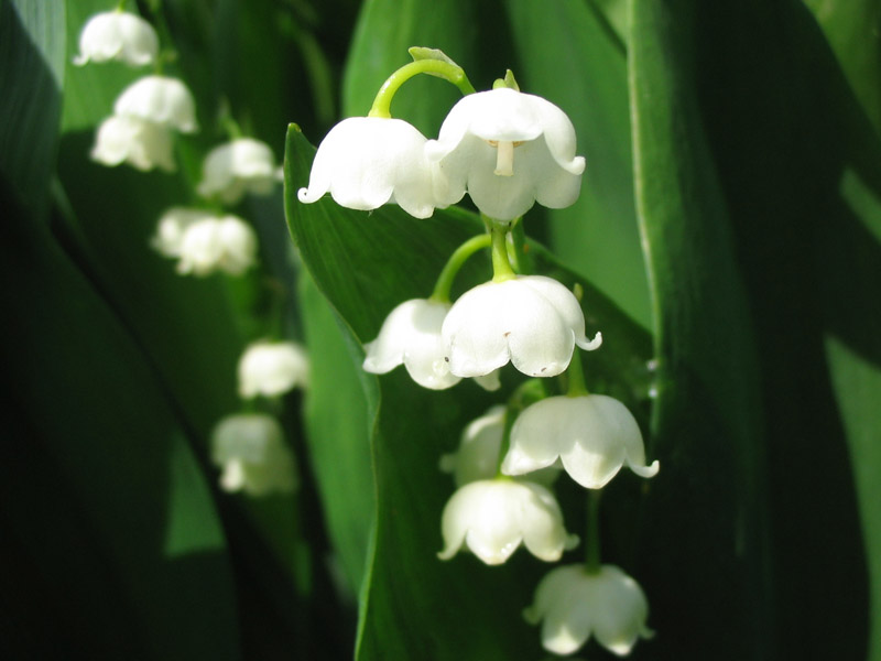 photo "Lily of the valley" tags: nature, flowers