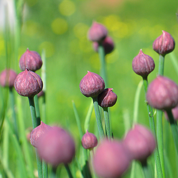photo "onion" tags: nature, flowers