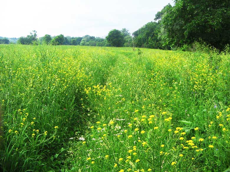 photo "***" tags: landscape, summer