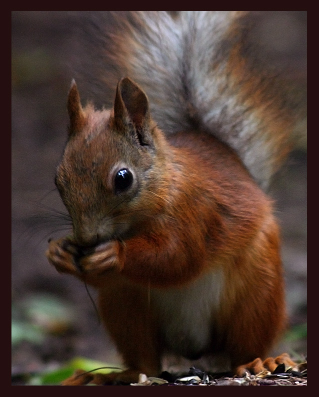 photo "Squirrel" tags: nature, wild animals