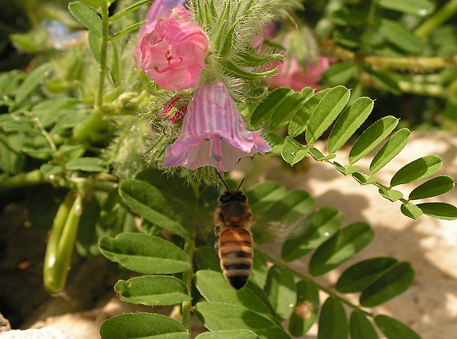 photo "***" tags: nature, flowers