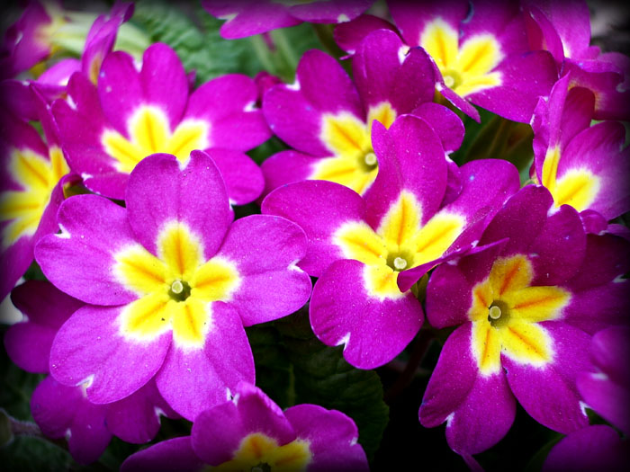 photo "***" tags: nature, macro and close-up, flowers