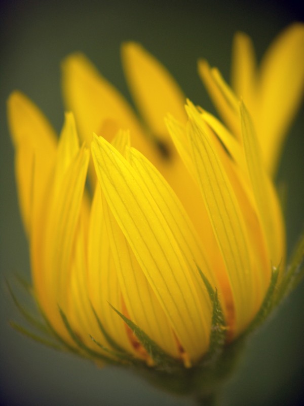 photo "***" tags: nature, macro and close-up, flowers