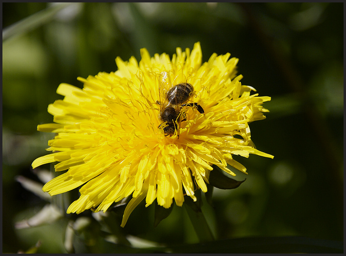 photo "* * *" tags: nature, macro and close-up, insect