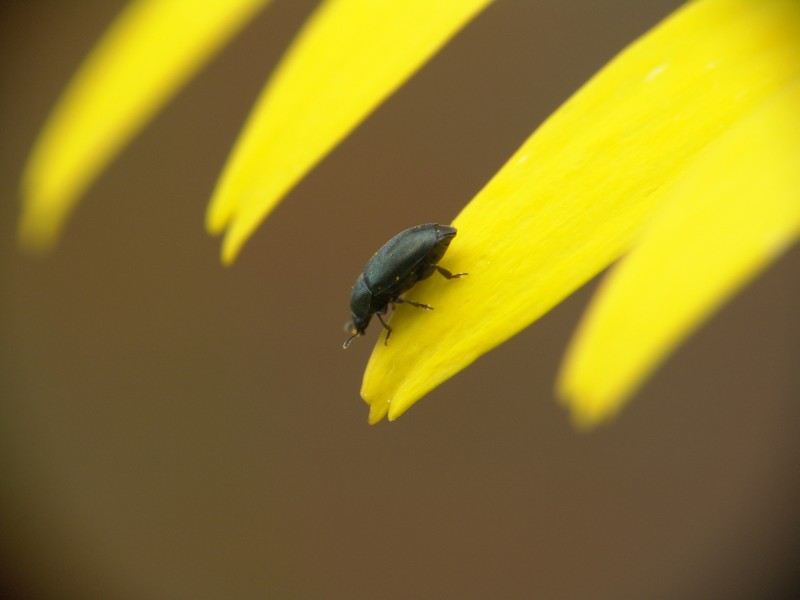 photo "***" tags: nature, macro and close-up, insect