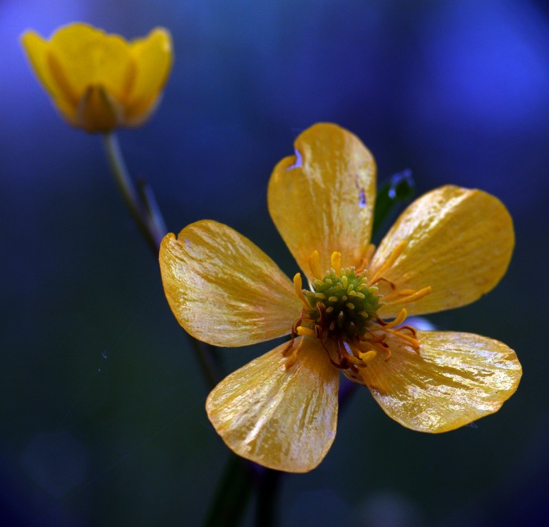 photo "***" tags: nature, flowers