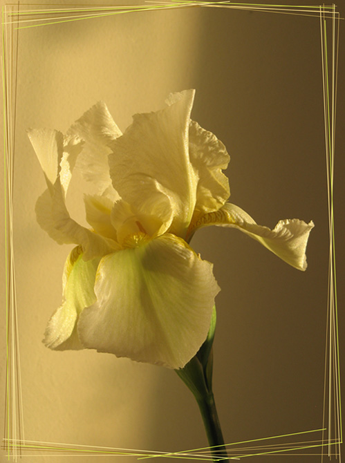photo "***" tags: nature, flowers