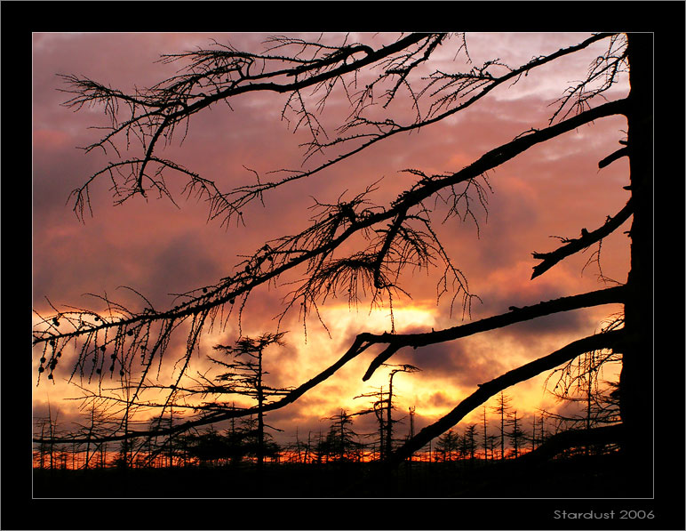 photo "Вечернее настроение" tags: landscape, forest, sunset