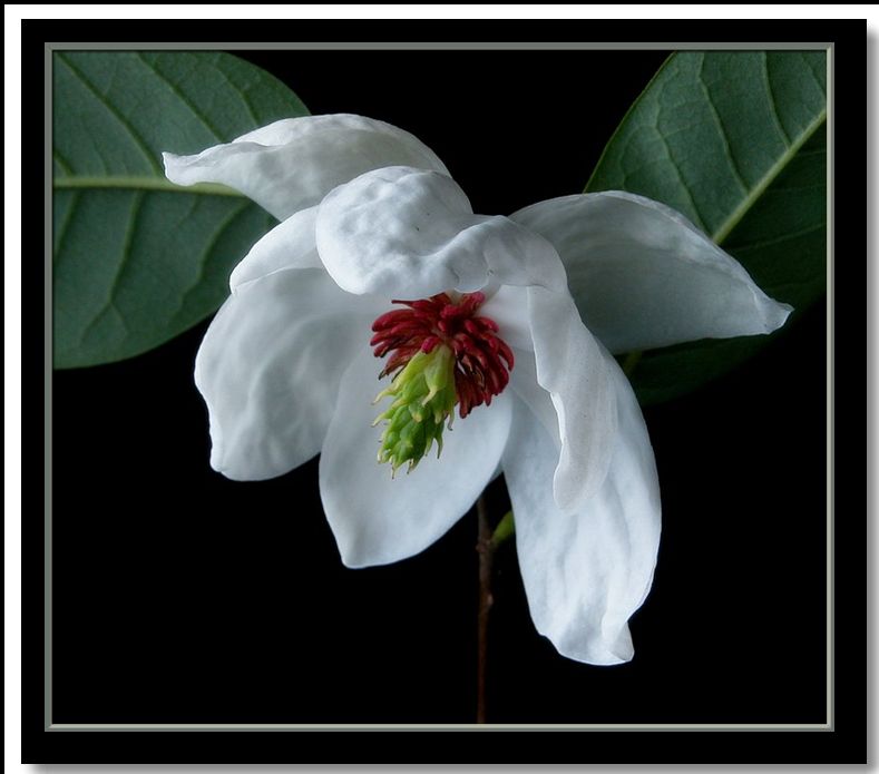 фото "magnolia wilsonii" метки: природа, цветы