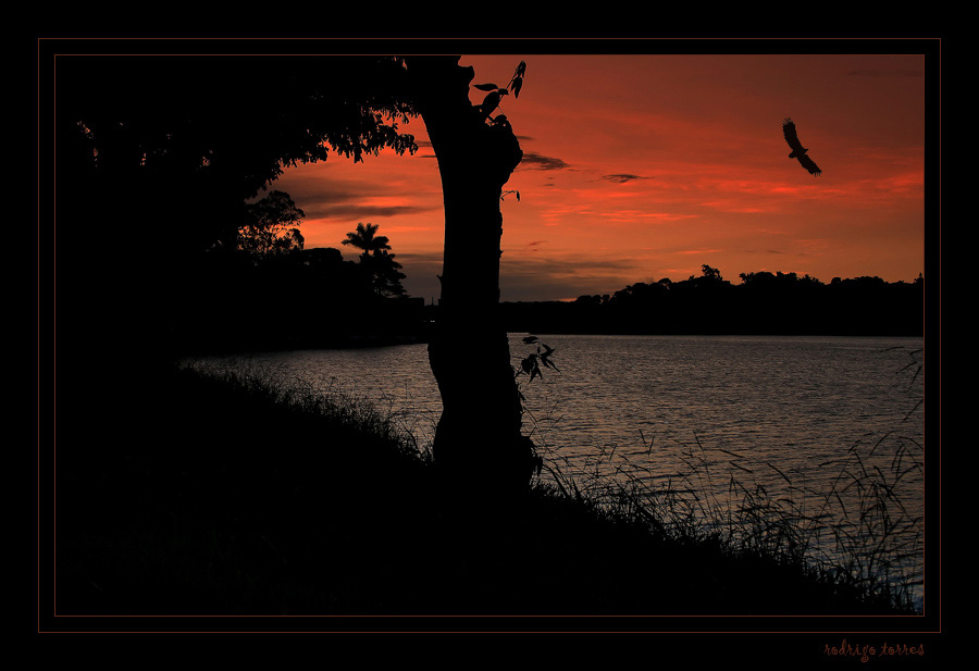 photo "fly away" tags: landscape, sunset