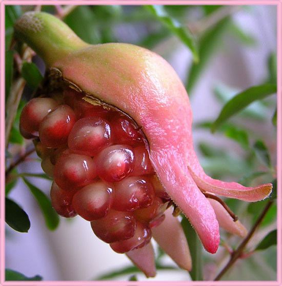 photo "Home  pomegranate" tags: nature, macro and close-up, flowers