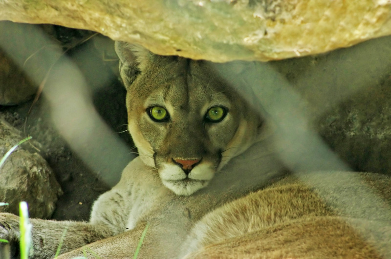 photo "Hypnotic Look" tags: nature, travel, North America, wild animals