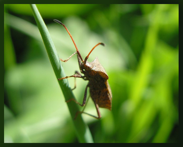 photo "***" tags: nature, macro and close-up, insect