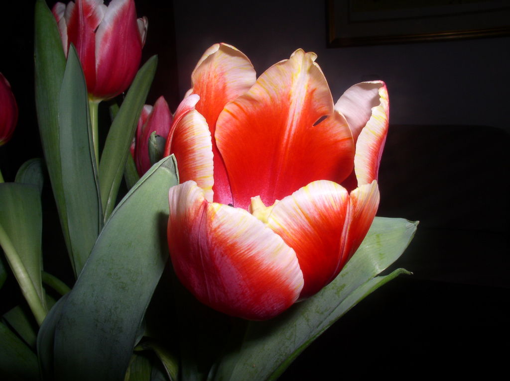 photo "Tulip" tags: macro and close-up, 