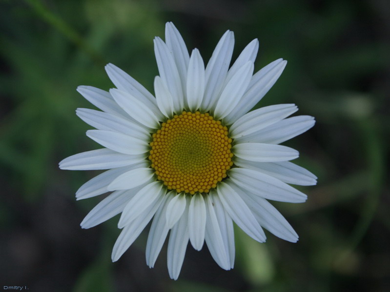 photo "***" tags: macro and close-up, nature, flowers