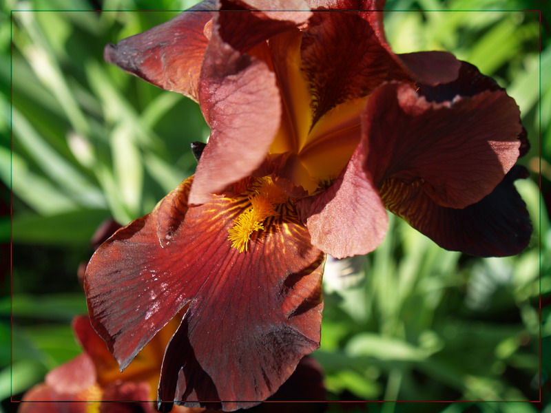 photo "***" tags: nature, flowers