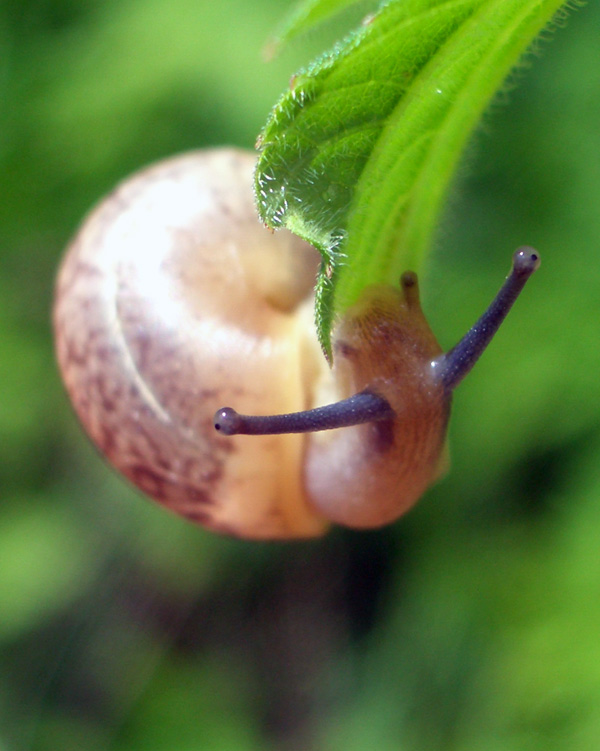 photo "***" tags: macro and close-up, nature, insect