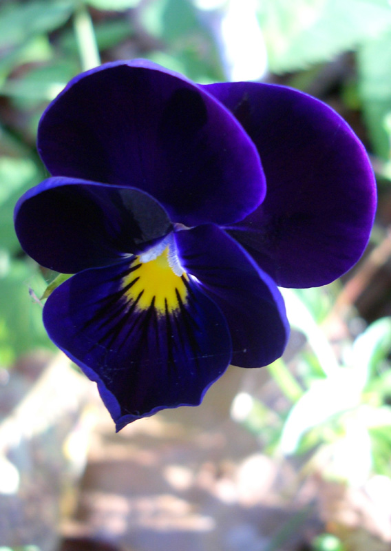 photo "***" tags: nature, macro and close-up, flowers