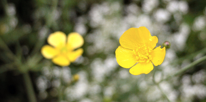 photo "buttercup early in the morning" tags: landscape, spring