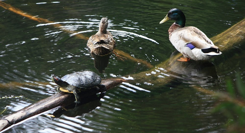 photo "Good friends" tags: nature, pets/farm animals