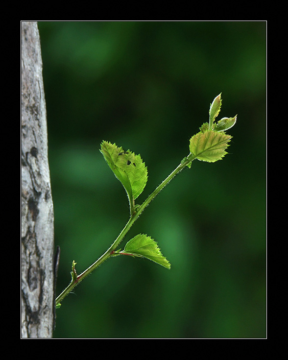 photo "***" tags: nature, flowers