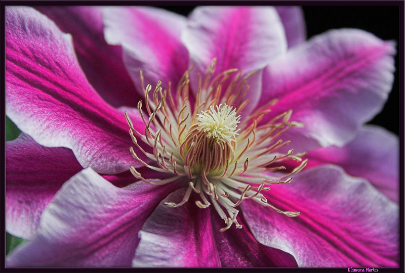 photo "Clematis" tags: macro and close-up, nature, flowers
