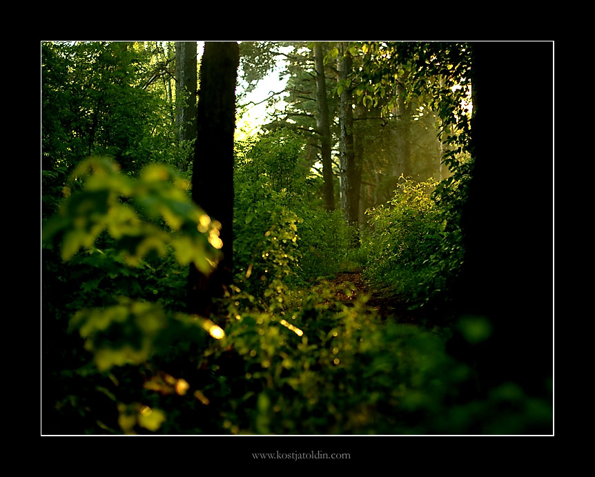 фото "..." метки: пейзаж, лес