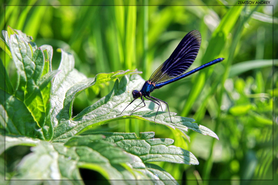 фото "Dragonfly" метки: пейзаж, природа, лето, насекомое