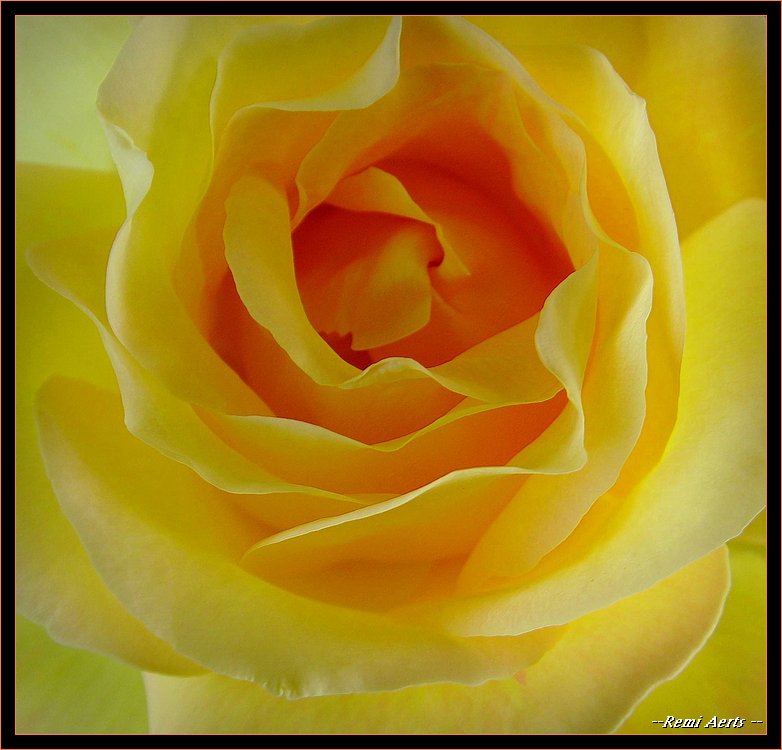 фото "THE ROSE" метки: природа, макро и крупный план, цветы