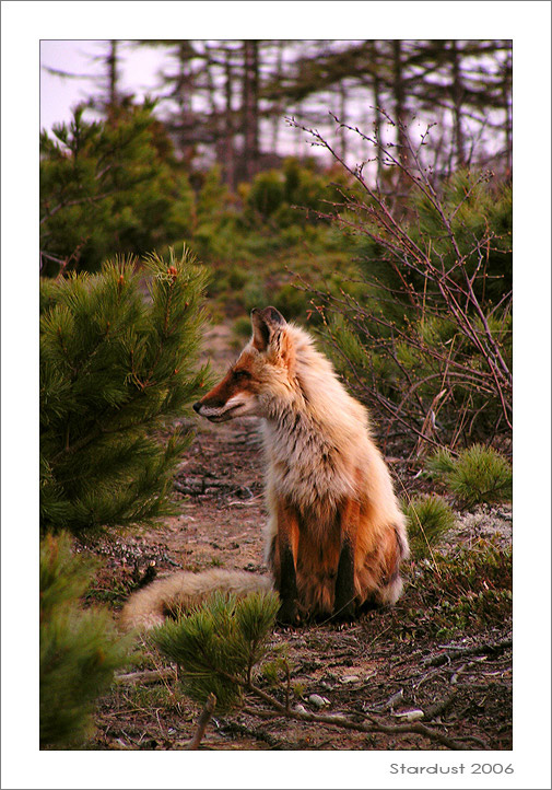 photo "Рыжая" tags: nature, wild animals