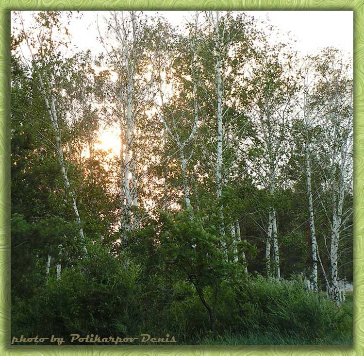 photo "***" tags: landscape, forest