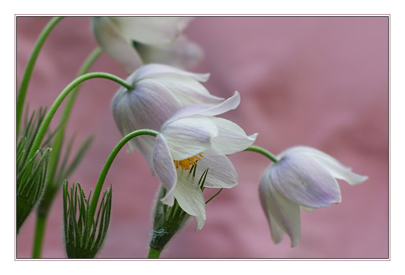 photo "***" tags: nature, flowers