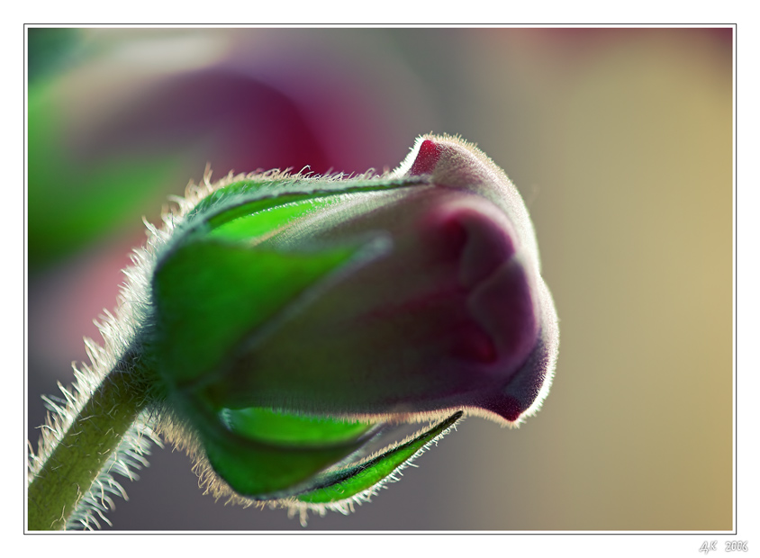 photo "***" tags: macro and close-up, nature, flowers