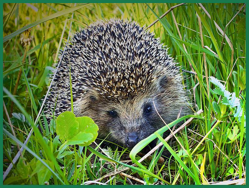 photo "Hedgehog on a grass" tags: macro and close-up, nature, wild animals