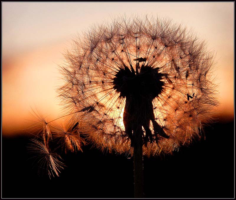 photo "Dandelion on a decline." tags: nature, macro and close-up, flowers