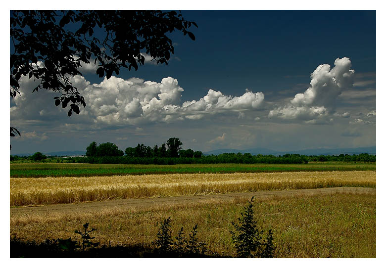 photo ". . . Ж ъ т в а . . ." tags: landscape, summer