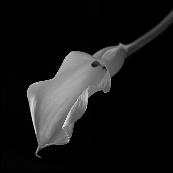 photo "Zantedeschia Bleck Magic" tags: black&white, nature, flowers