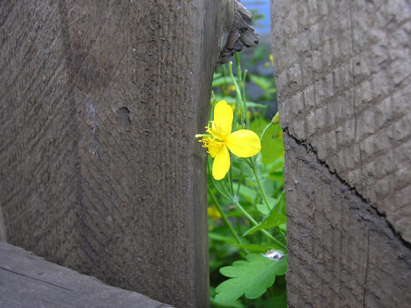 photo "Hello" tags: nature, flowers