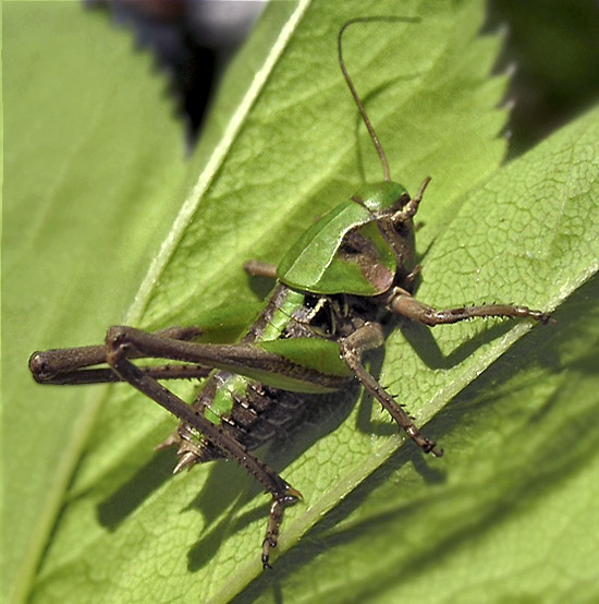 фото "коленками назад" метки: природа, насекомое