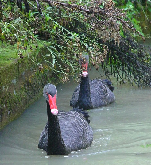 фото "Black swans" метки: природа, домашние животные