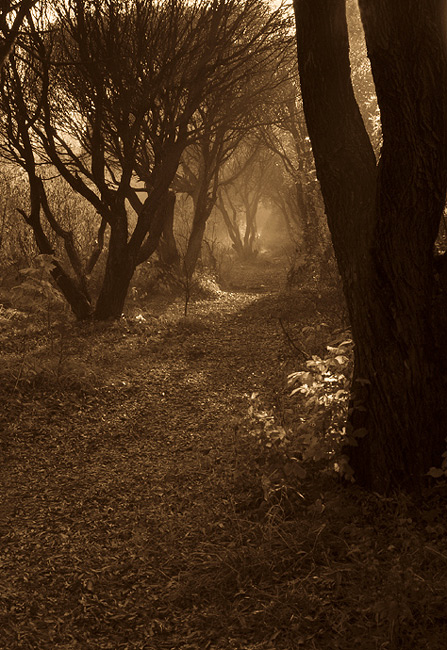photo "secret tracks" tags: landscape, black&white, 