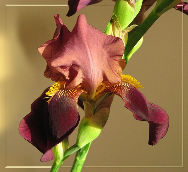 photo "***" tags: nature, flowers