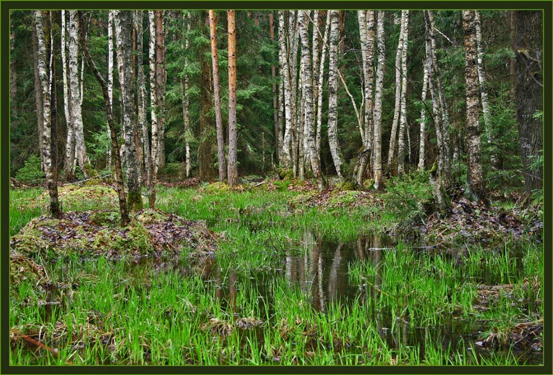 фото "Лесная сказка" метки: пейзаж, весна, лес