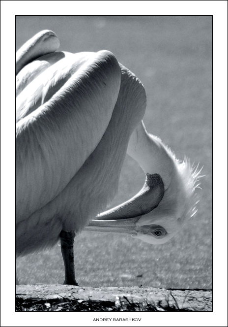 photo "Pelican" tags: nature, wild animals