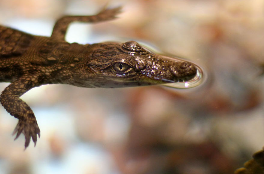 photo "Crocodile baby" tags: nature, macro and close-up, wild animals