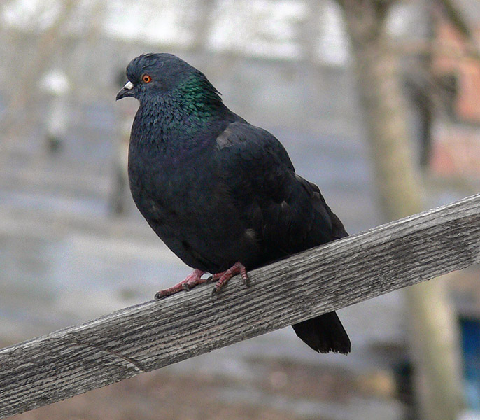 photo "Bird" tags: nature, pets/farm animals, wild animals